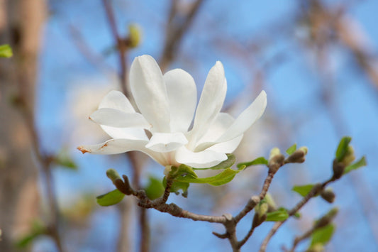 #002 白い香りの向かう先 ─ 積丹